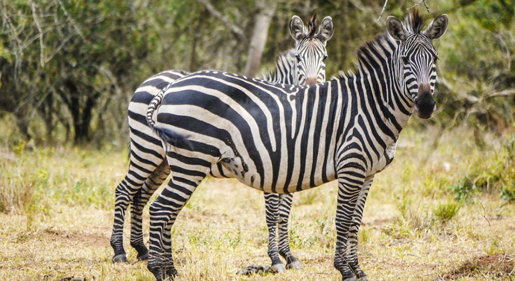 Lake Mburo National Park