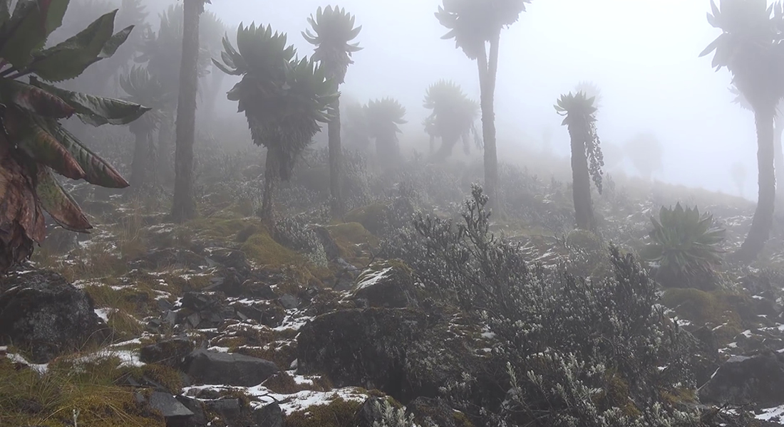 Rwenzori Mountains National Park