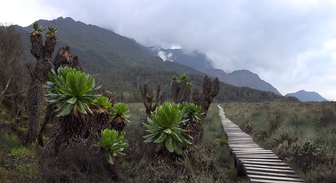 Rwenzori Mountains National Park