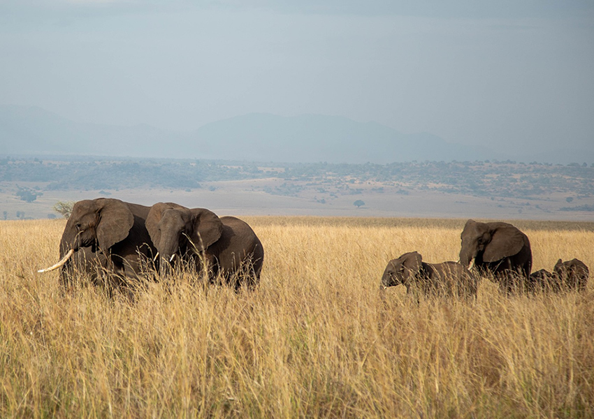 12 Days Best of Uganda Wildlife Safari