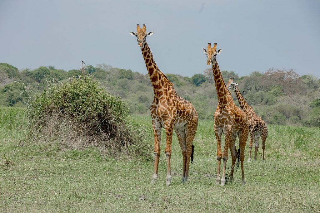 Akagera National Park