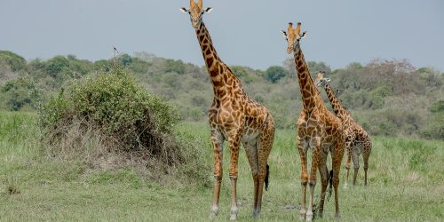 Akagera National Park