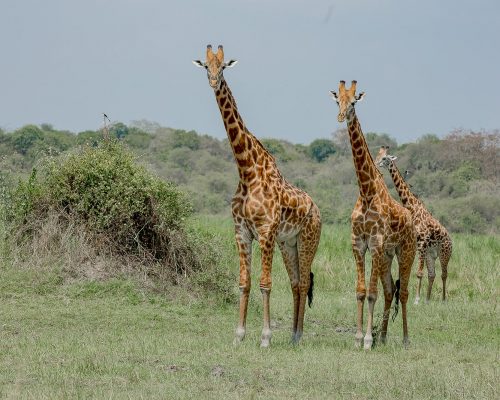 Akagera National Park
