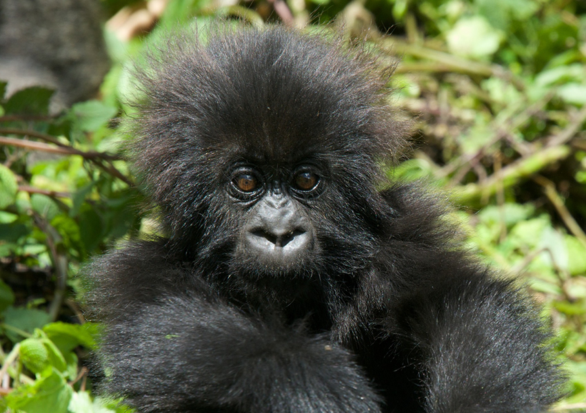 5 Days Uganda Primate Tracking Safari