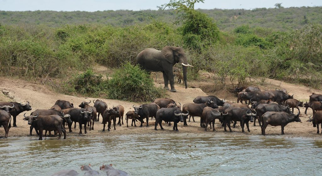 Queen Elizabeth National Park