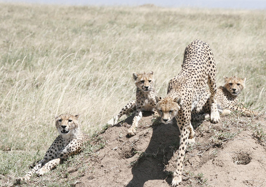 6 Days Wildlife Adventure in Tanzania