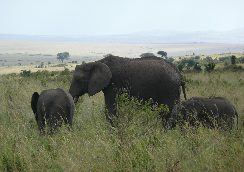 3 Days Kenya Safari Tour