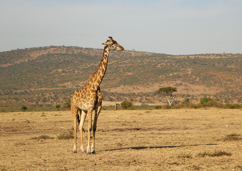 7 Days Tanzania Safari Tour