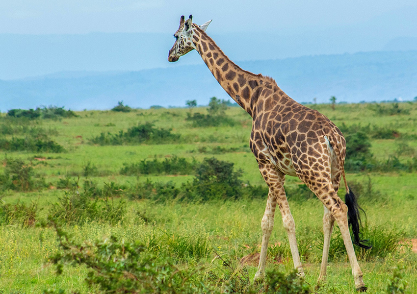 8 Days Uganda Safari