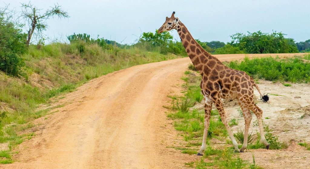 Murchison Falls National Park