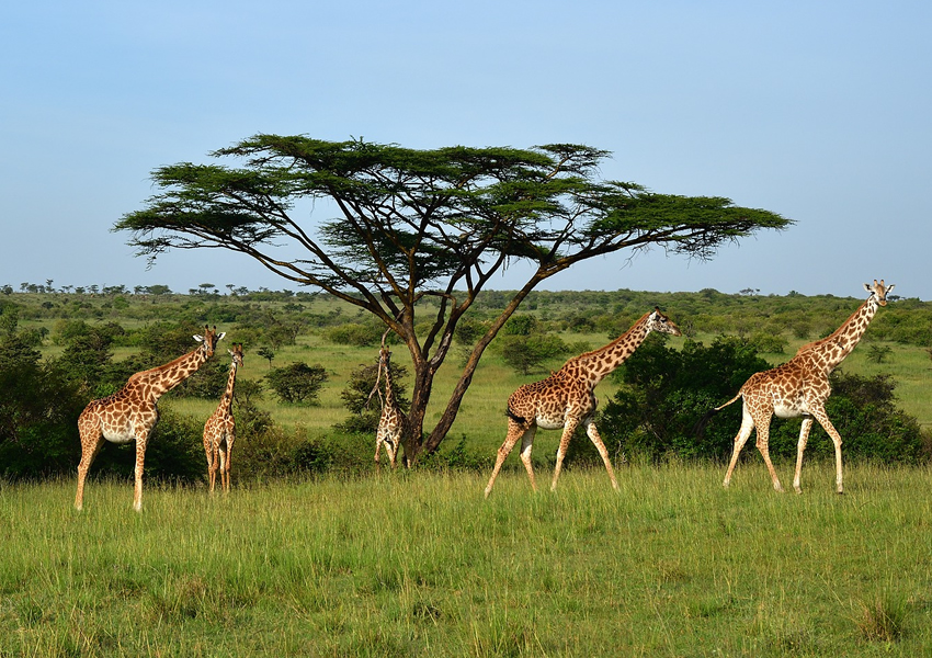 3 Days Kenya Wildlife Safari