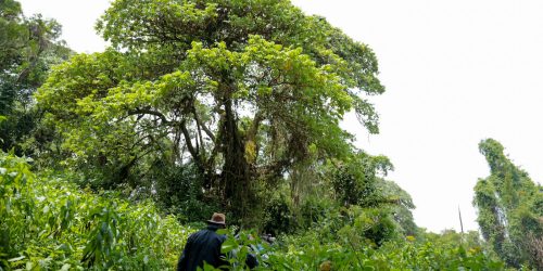 Gishwati Mukura National Park