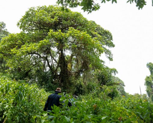Gishwati Mukura National Park