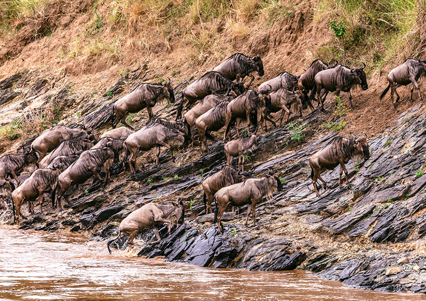 3 Days Masai Mara Kenya Safari