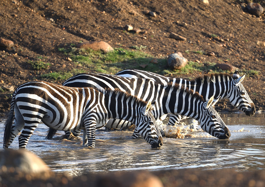 5 Days Wildlife Safari in Kenya