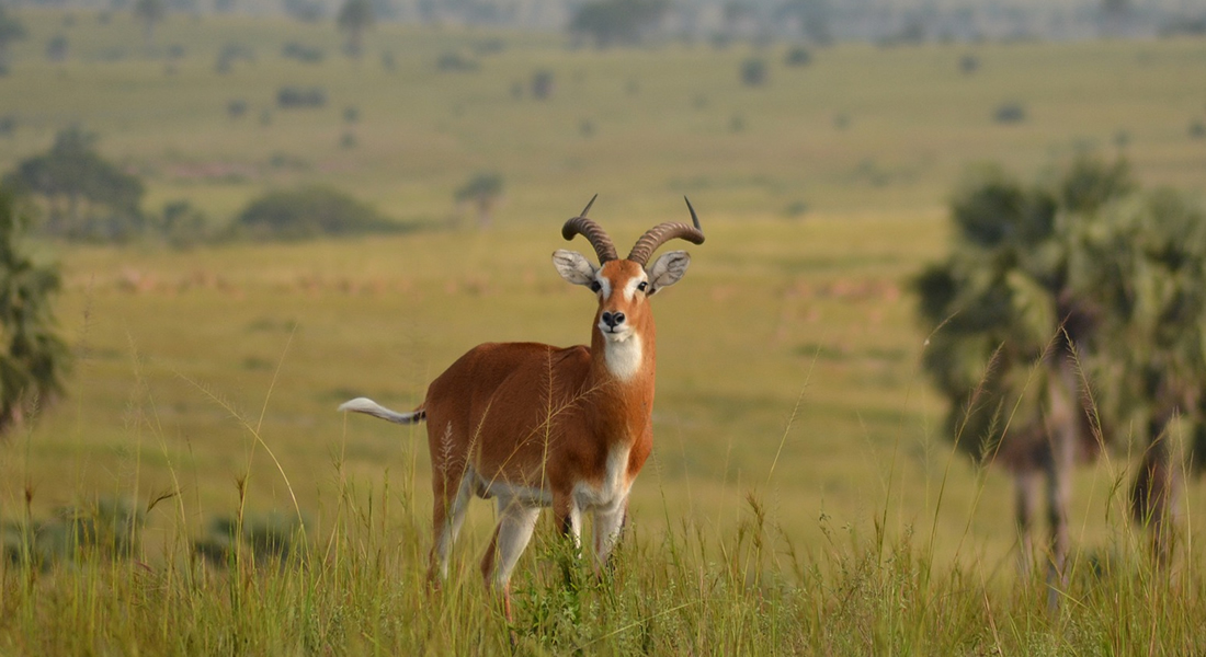 Bugungu Wildlife Reserve