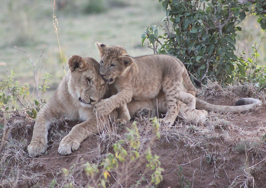 10 Days Around Kenya Wildlife Tour