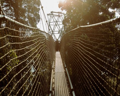 Nyungwe Forest National Park