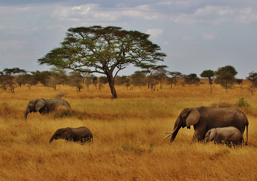 3 Days Serengeti National Park Safari