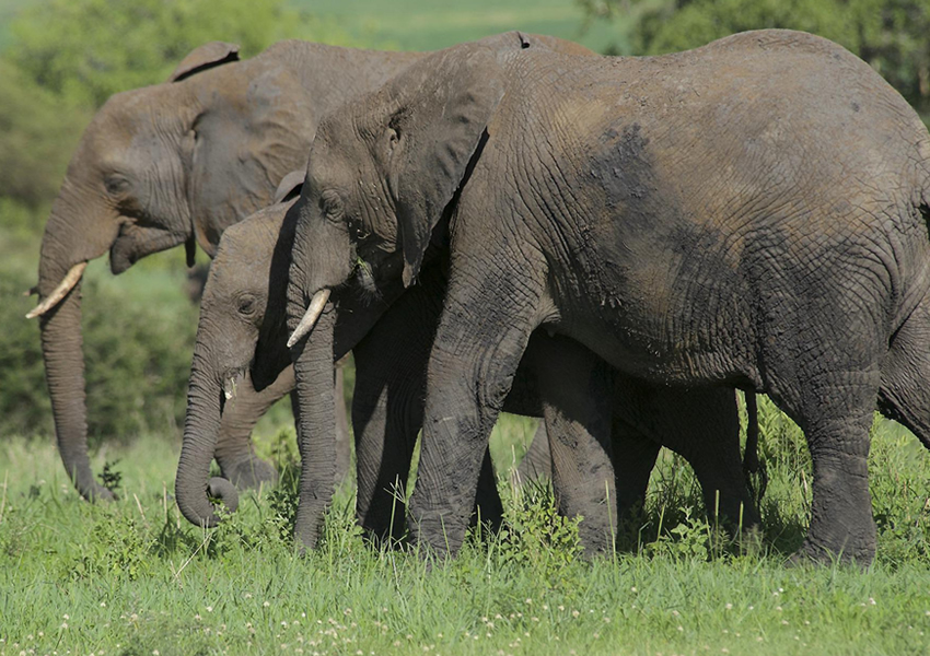 4 Days Tarangire National Park Tour