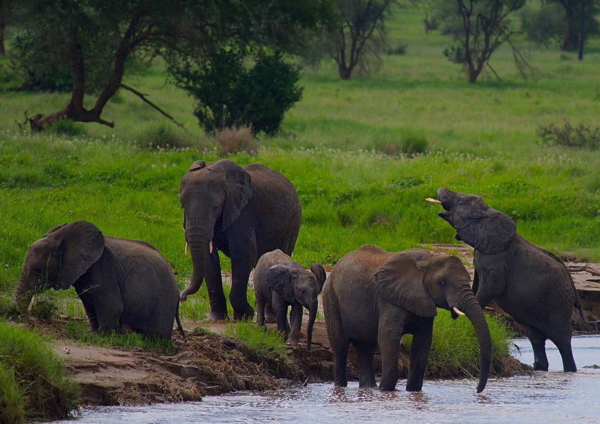 10 Days Tanzania Safari