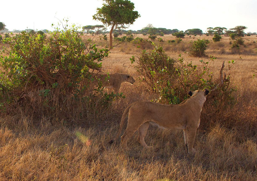 5 Days Tsavo National Park Safari