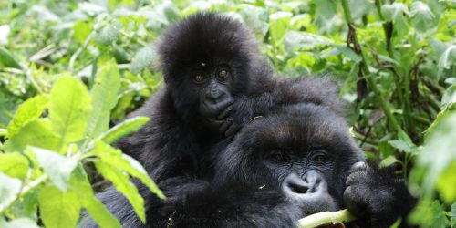 Volcanoes National Park, Rwanda Safaris