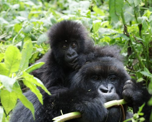 Volcanoes National Park, Rwanda Safaris