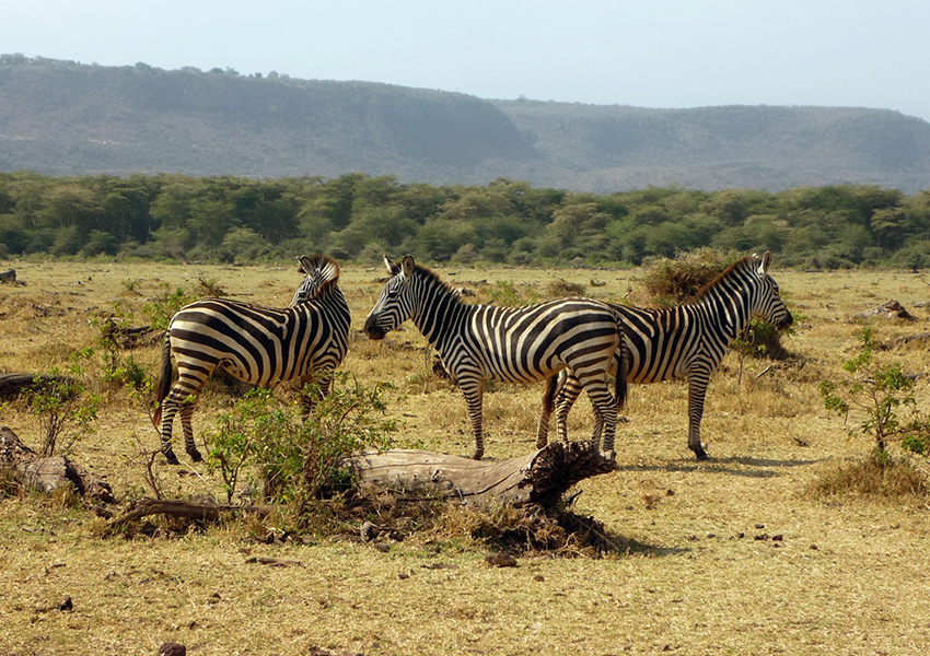 4 Days Tanzania Wildlife Tour