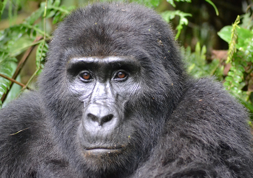 4 Days Gorilla Trekking Tour in Bwindi, Gorilla Trekking Tours