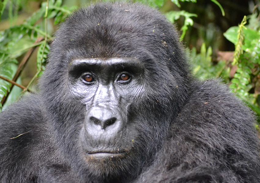 4 Days Gorilla Trekking Tour in Bwindi