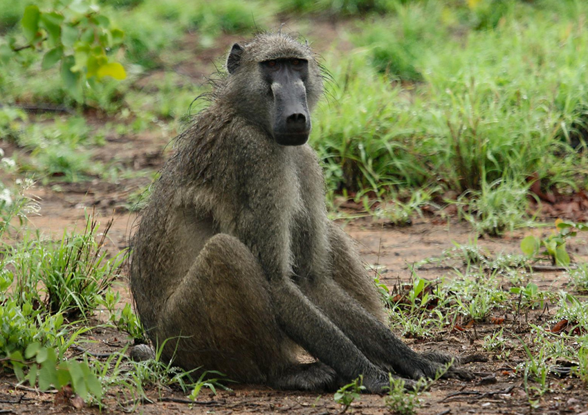 Aswa-Lolim Game Reserve