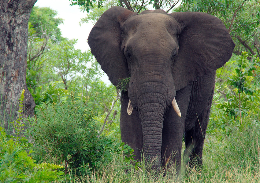 Bugungu Wildlife Reserve