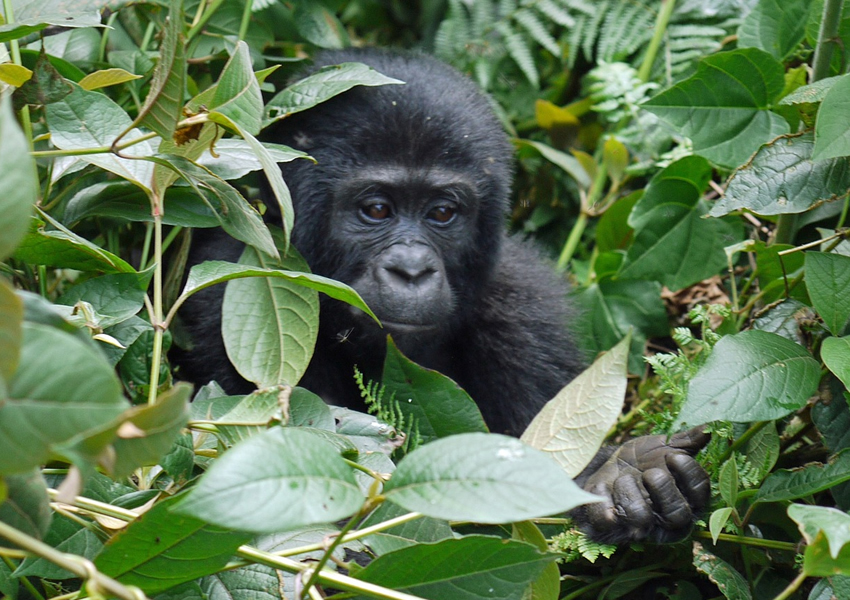 3 Days Luxury Safari to Bwindi Impenetrable Forest