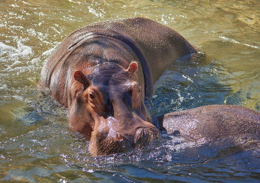 Karuma Wildlife Reserve, Blog