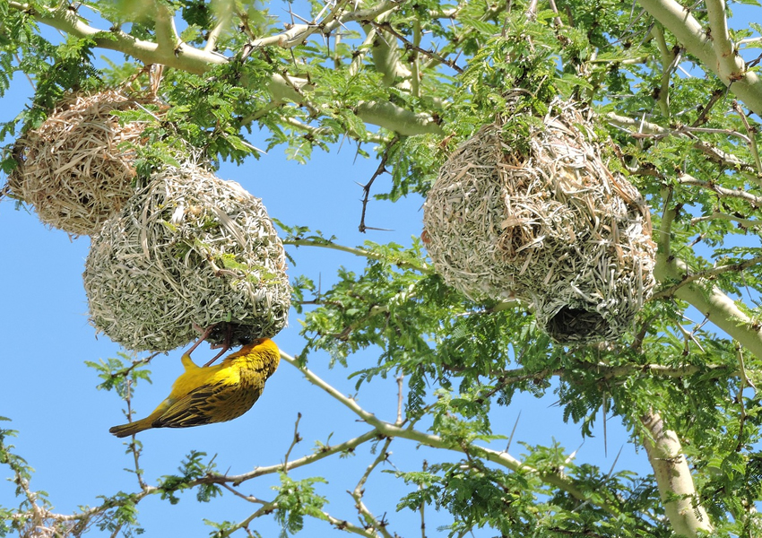 Katonga Wildlife Reserve, Gishwati Mukura National Park