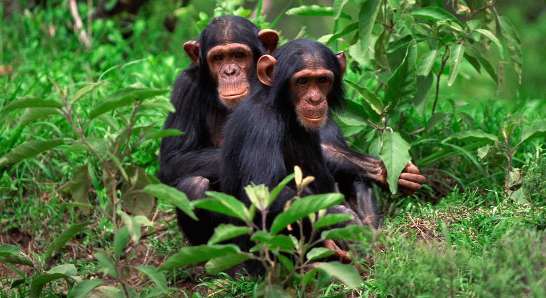 chimpanzees in kibale forest