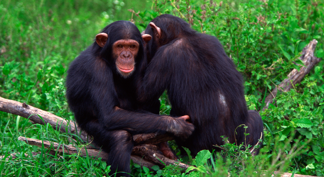 Kibale Forest National Park