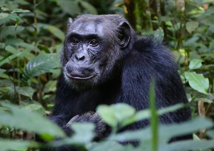 3 Days Chimpanzee Tracking Tour