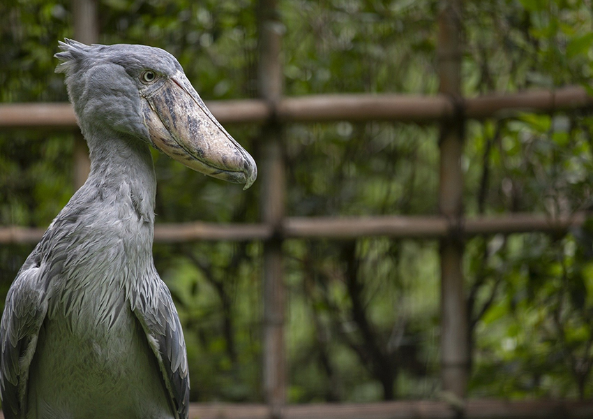 1 Day Mabamba Swamp Birding