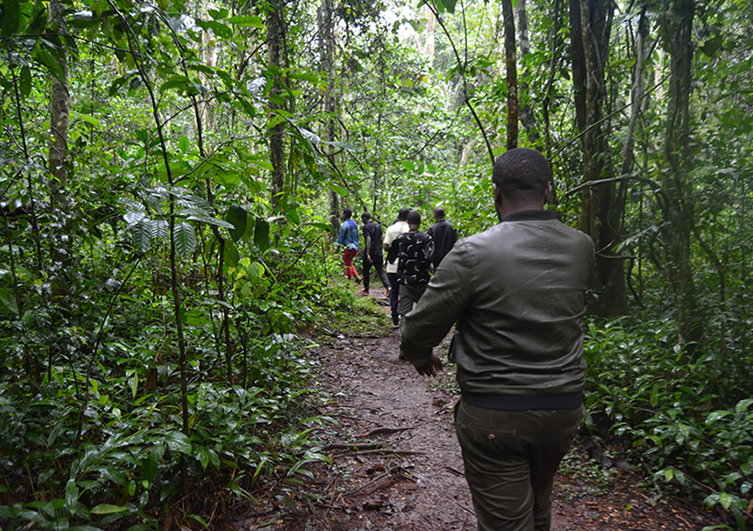 1 Day Mabira Forest Tour