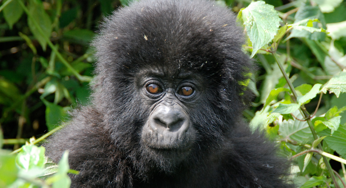 Mgahinga Gorilla National Park