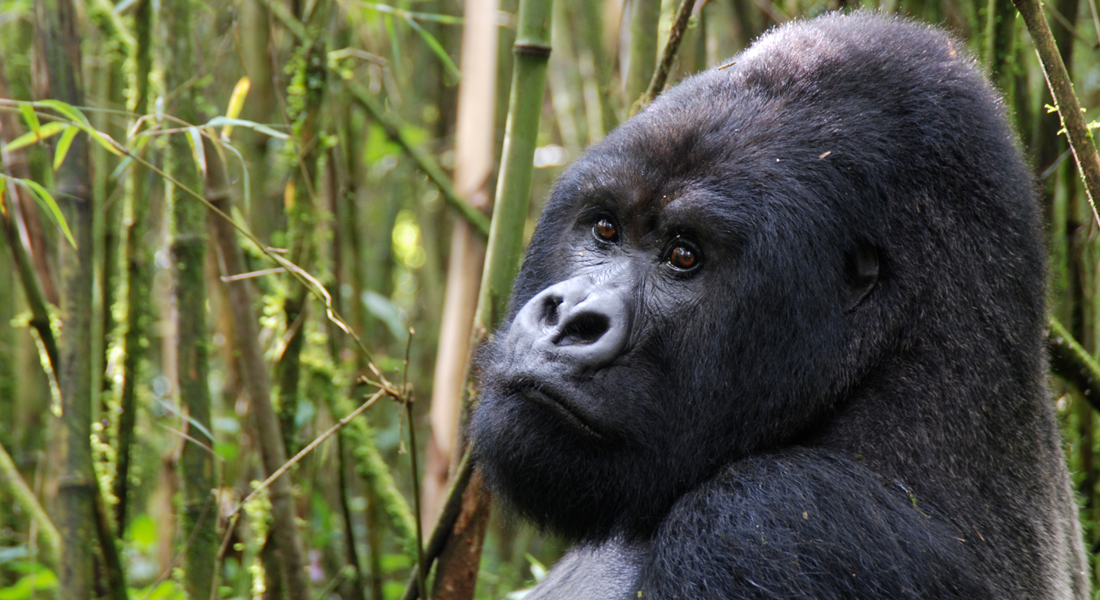 Mgahinga Gorilla National Park