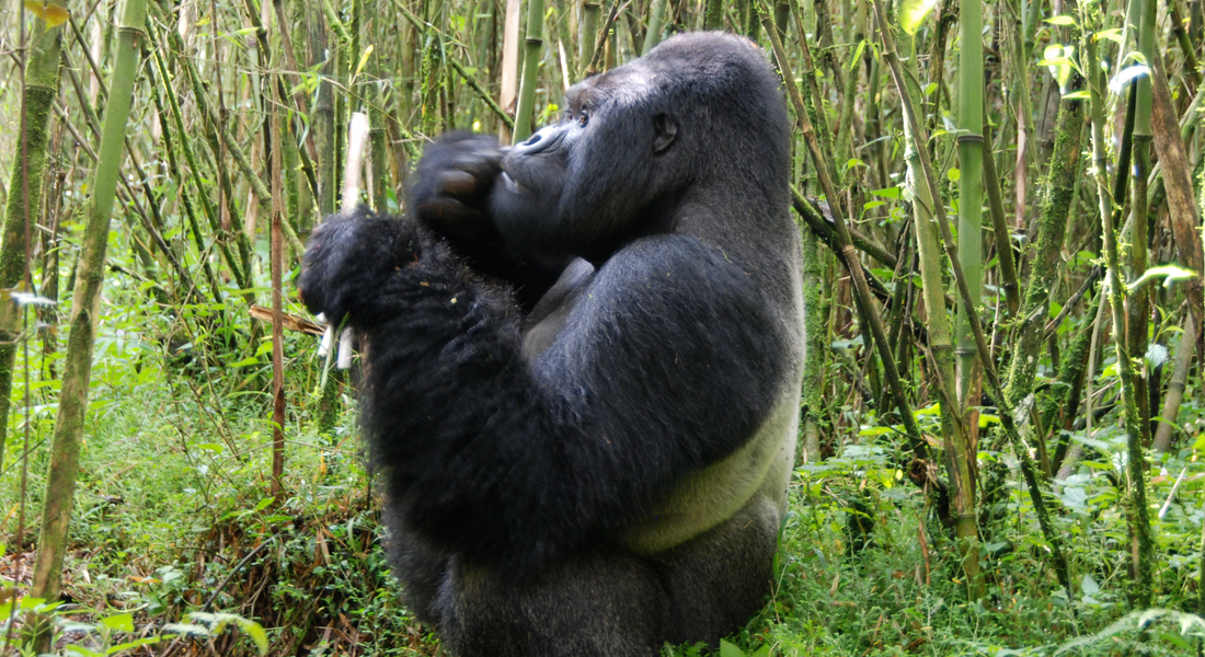 silverback in Mgahinga