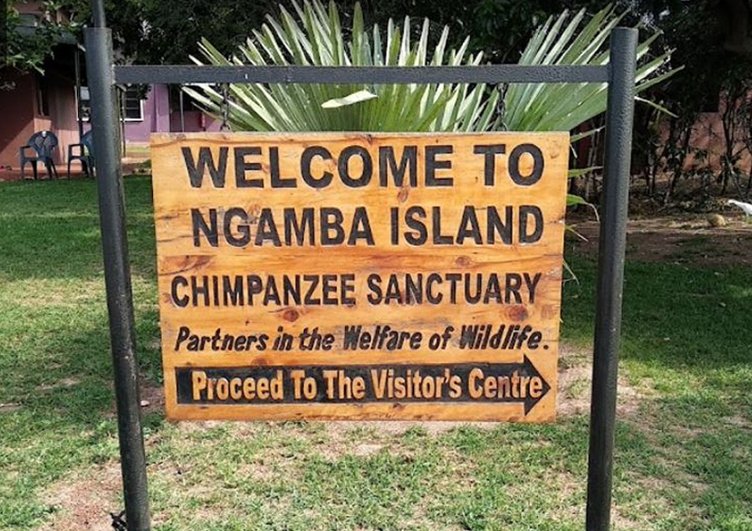 1 Day Ngamba Island Chimpanzee Sanctuary Tour