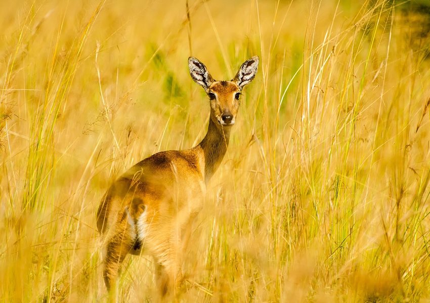 Pian Upe Wildlife Reserve