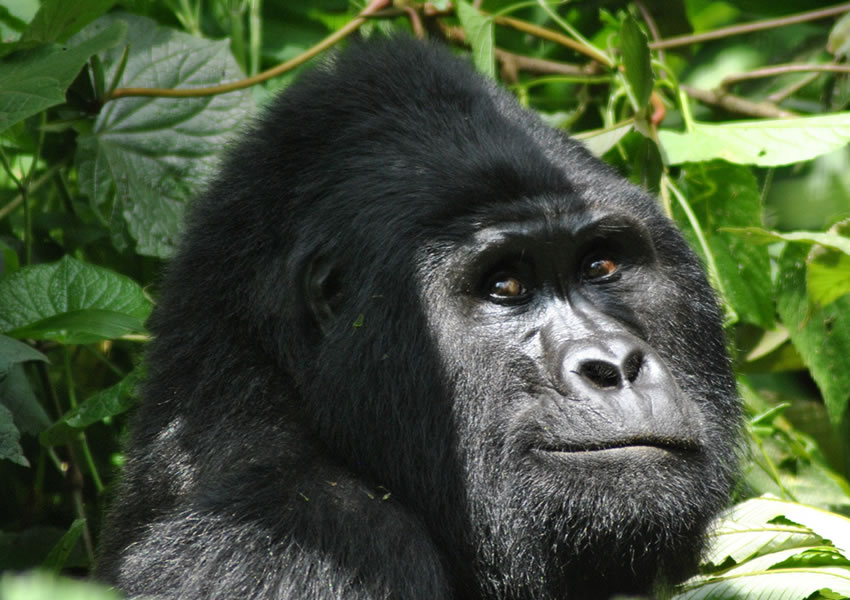 6 Days Best of Bwindi Gorilla Tour