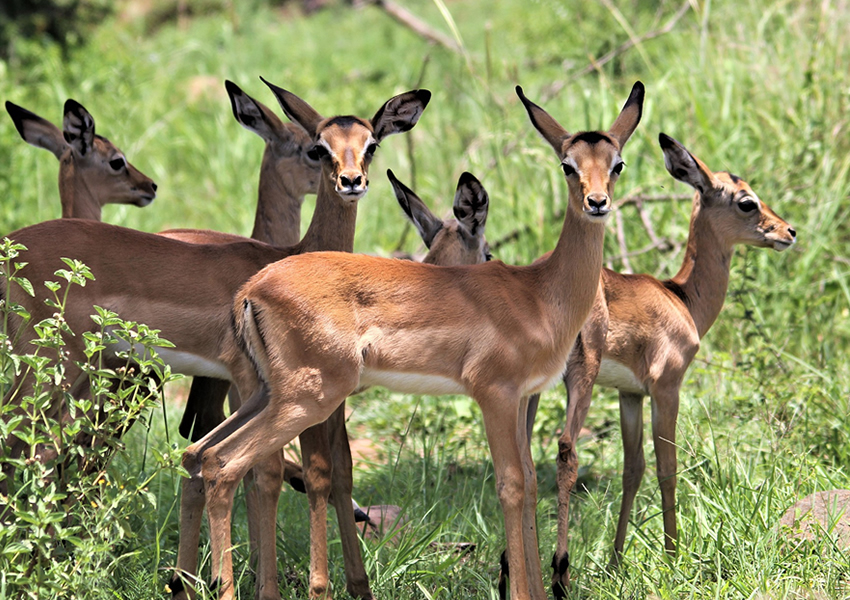 Toro Semliki Wildlife Reserve