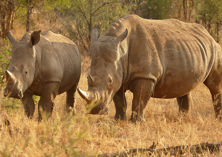 Ziwa Rhino Sanctuary