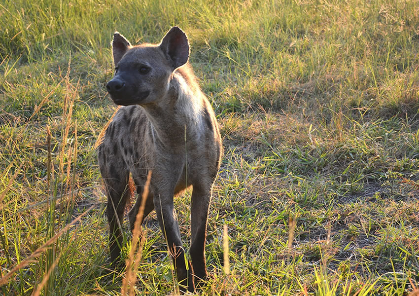 Karuma Wildlife Reserve